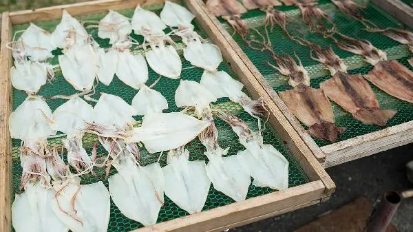 章鱼与墨鱼的区别