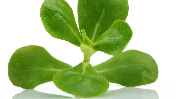 马齿苋的十大功效