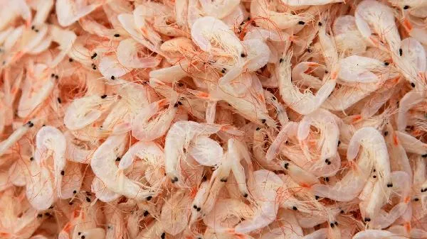 全谷类食物怎么吃最好