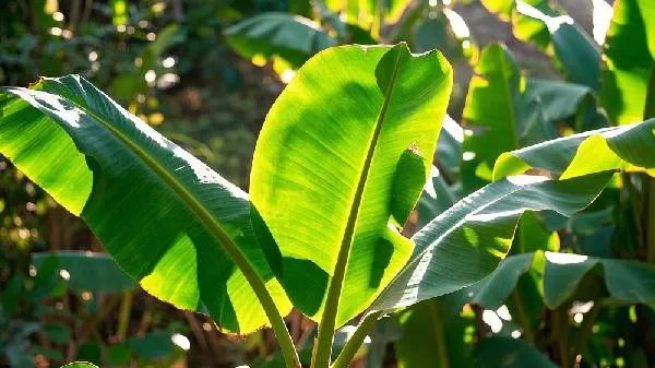 芭蕉花炖猪心治什么病