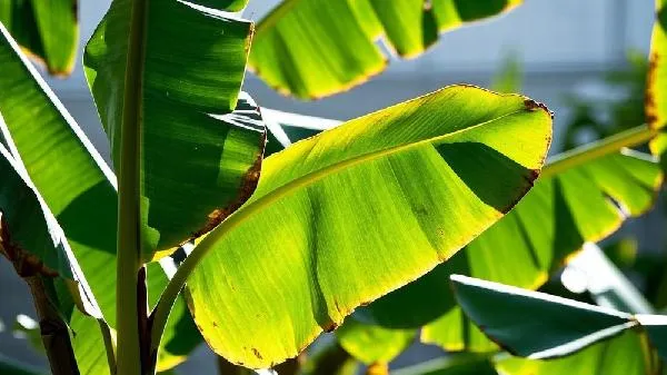 芭蕉花炖猪心治什么病