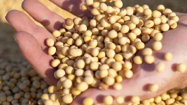 大豆腐怎么做好吃又简单