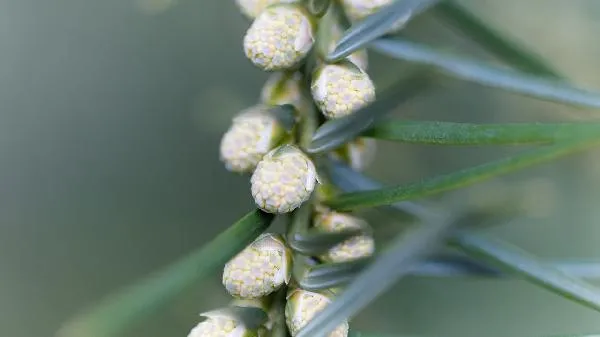 补肾必须要吃的食物以及调理方法