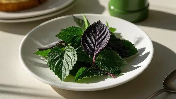 紫苏祛湿气的最佳方法