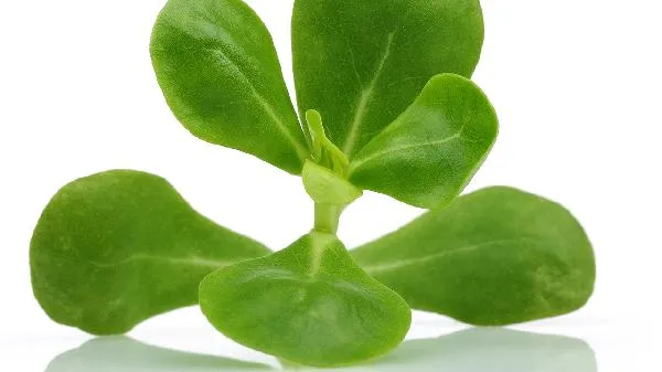 马齿苋的食用方法以及营养功效