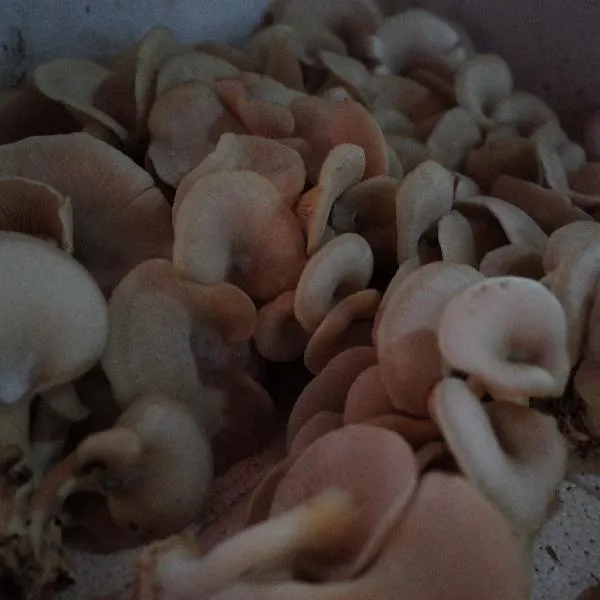 减脂期能不能吃蘑菇类