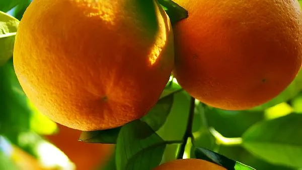 跑完步能吃橘子吗?