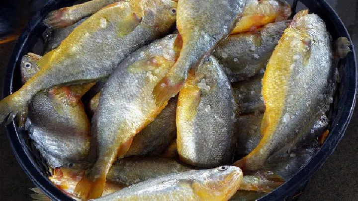 鱼类中哪些最适合夏季食用 适合夏季食用的4种鱼类