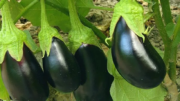 茄子不过油怎么做好吃又简单