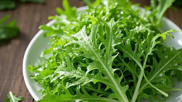 苦菜是什么菜学名