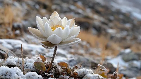 雪莲三种人不宜吃