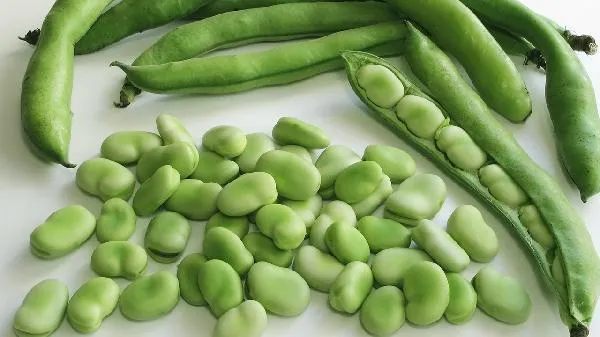 蚕豆病可以喝小儿七星茶吗