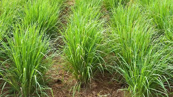 香茅草尽量少吃最好不吃