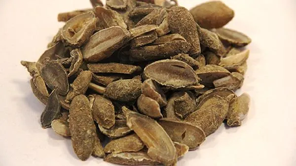郁金花放在家里有毒吗