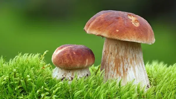蘑菇晒干的正确方法