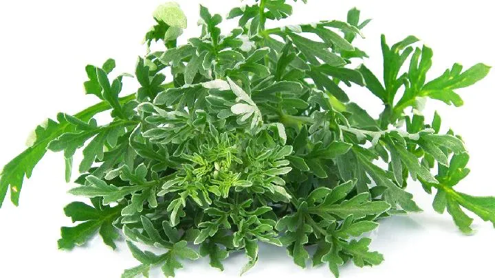 虾米茼蒿——通乳健脑益智