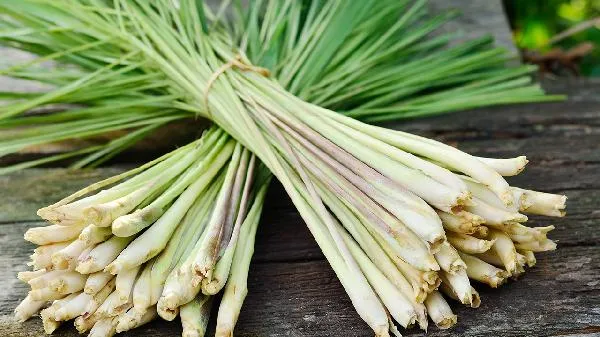 香茅草尽量少吃最好不吃