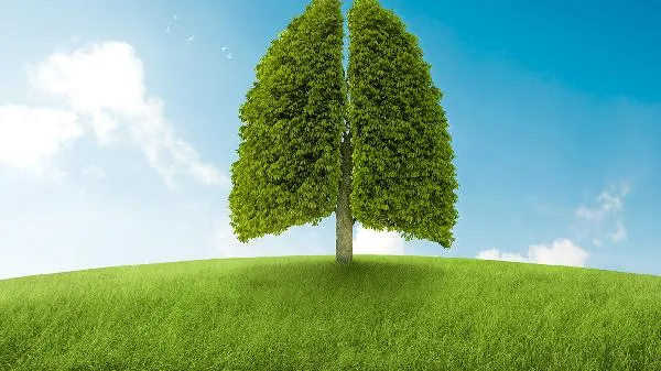榕树果实的药用价值