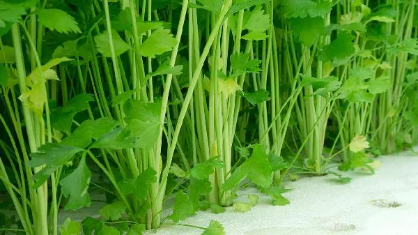 蔬菜品质指标有哪些