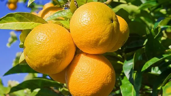 桔子含钾多少毫克