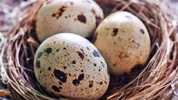 香油炒鸡蛋治咳嗽吗