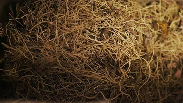 根茎的食物有哪些种类