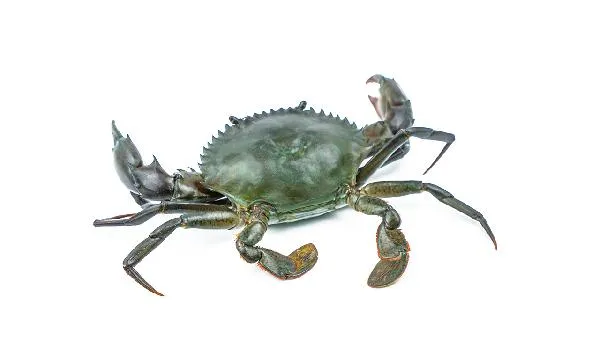 螃蟹公的贵母的贵