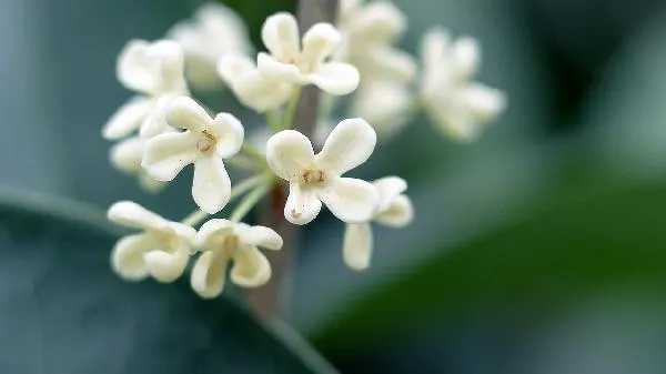 酸梅汤桂花什么时候放 酸梅汤放不放桂花有区别吗