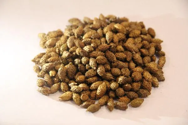 中药止痛最强的一味药