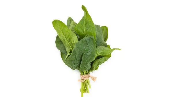 野菠菜根切片晒干治疗什么病？