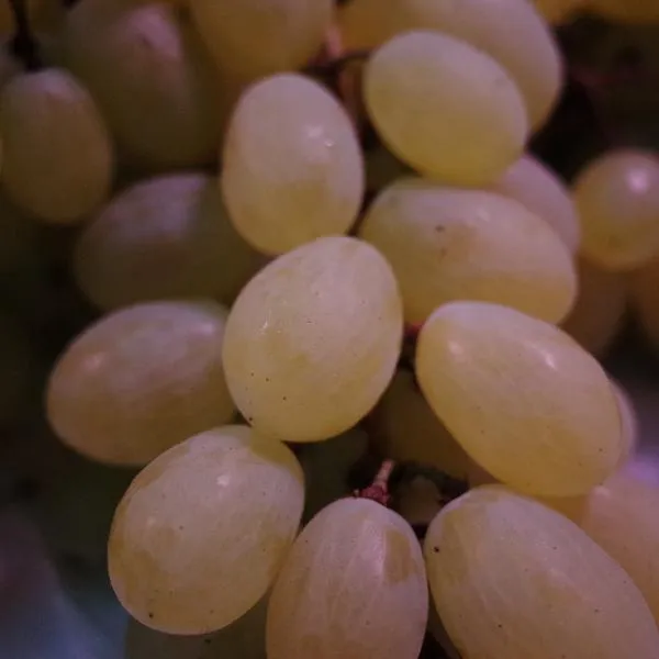 葡萄如何保存长久些?