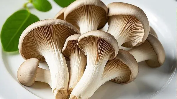 平菇焯水好还是不焯水