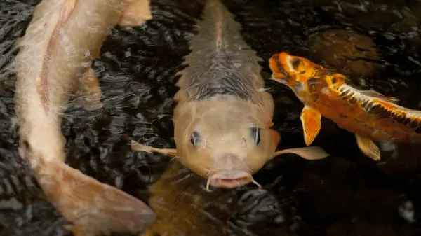 为什么禁止泥鳅钓鱼