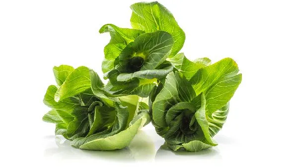 油菜苔和油菜的区别