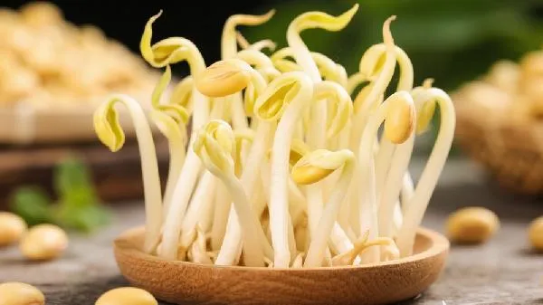 减脂期间能吃黄豆芽吗
