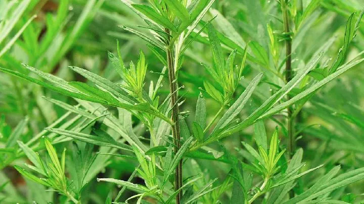 艾叶灰加白酒的功效是什么