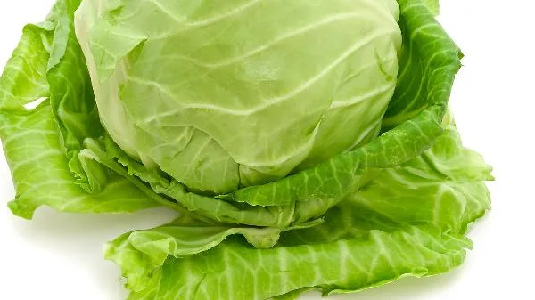 羽衣甘蓝菜可以生吃吗