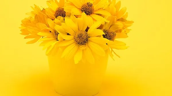 12月份还可以扦插菊花吗