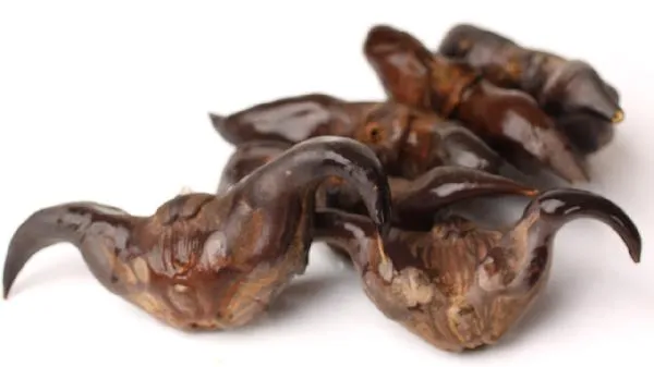 菱角皮煮水有什么功效