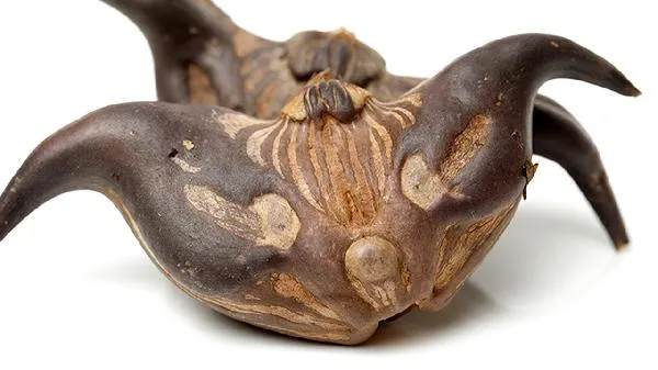 菱角皮煮水有什么功效