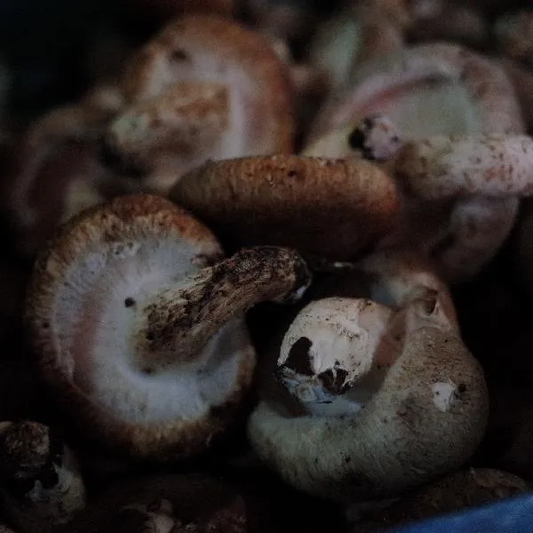 怎么判断野生蘑菇有没有毒
