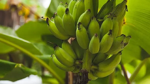 香蕉是浆果类果树