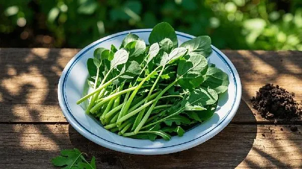 野菜怎么吃最好吃