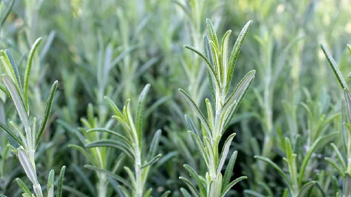 节节草的功效与作用与主治