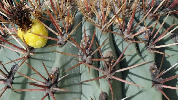 哪些根茎类食物容易消化