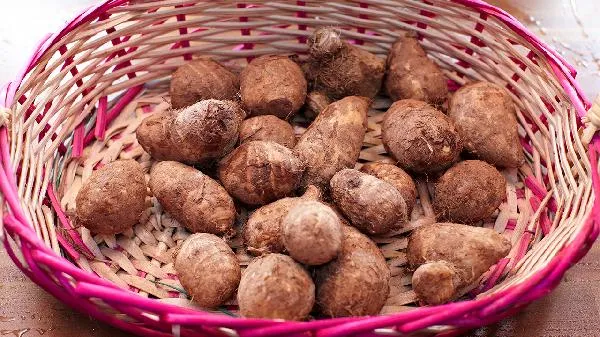 魔芋花可以治疗什么病