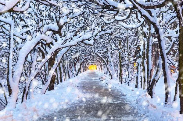 雪莲怎么吃最好吃
