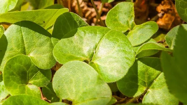 藻类植物有叶绿体吗