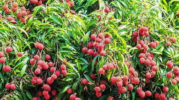 荔枝营养功效与禁忌 荔枝一天吃多少颗合适