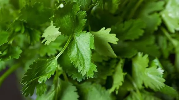 骨折后能吃香菜吗
